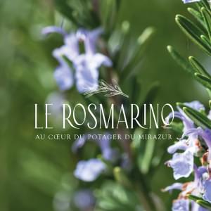 Logo Rosmarino - Design - Pix Associates